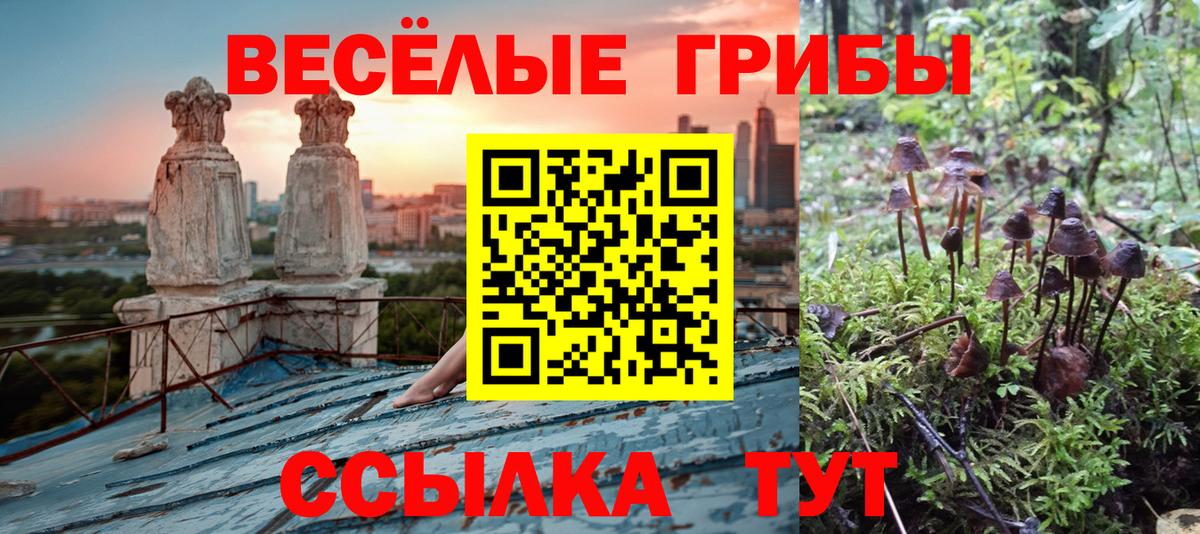 Псилоцибиновые грибы Psilocybe Карпинск